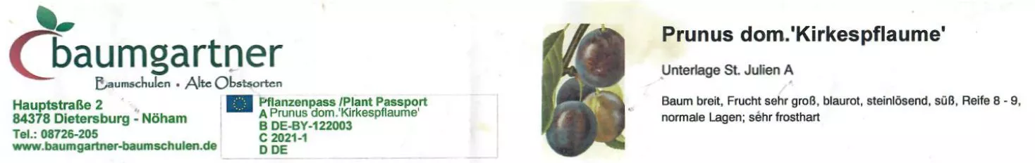 Zwetschge