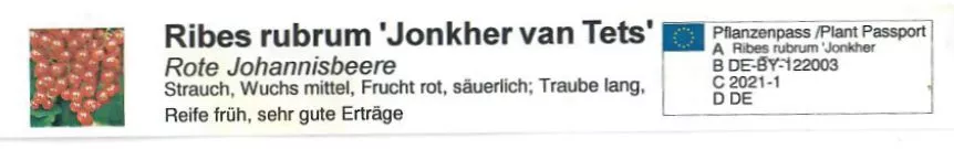 Rote Johannisbeere