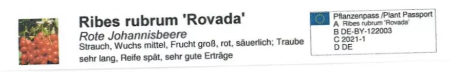 Rote Johannisbeere