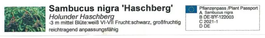 Schwarzer Holunder