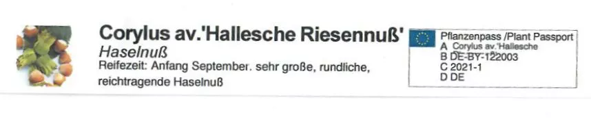 Gemeine Hasel