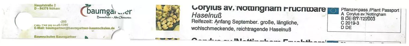 Gemeine Hasel