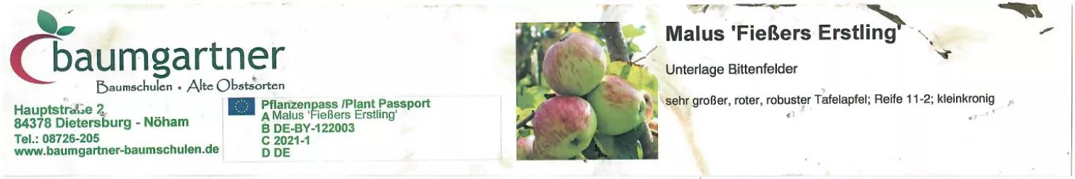 Fießers Erstling