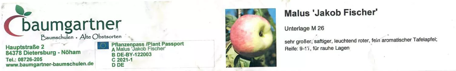 Jakob Fischer (Apfel)