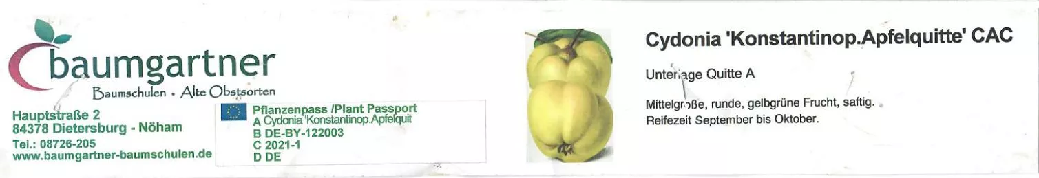 Konstantinopeler Apfelquitte