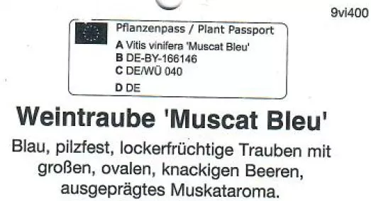 Muscat Bleu