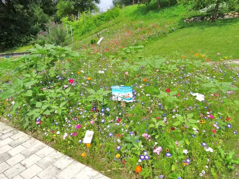 Kreislehrgarten Sommer